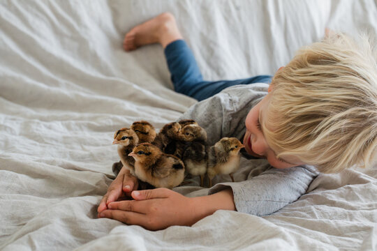 Little boy with baby chickens