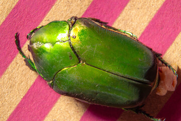 Mayate escarabajo verde de junio o pipiol