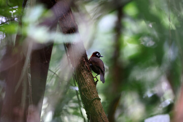 The chestnut-crested antbird (Rhegmatorhina cristata) is a species of bird in subfamily Thamnophilinae of family Thamnophilidae. This photo was taken in Colombia.