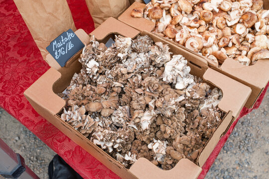 Maitake Mushrooms