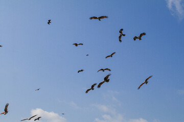 Fototapeta premium Sea Eagles flying on blue sky over the mangrove of Chantaburi in Thailand. Tourist attraction. Travel destination.