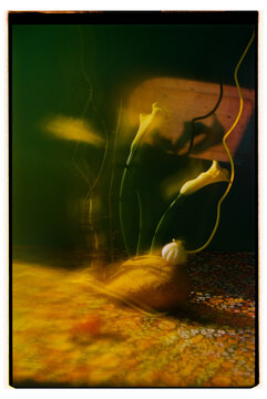 Yellow calla lilies, a blurred still life.