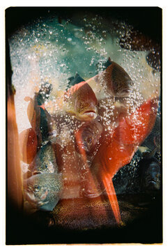 River trout in the aquarium.