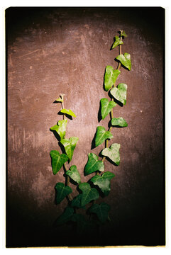 A climbing plant.