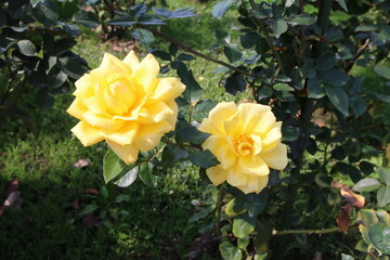 秋の薔薇。秋月。