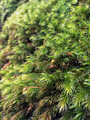 Macro close-up of downward facing haircap moss and thier budding tendrils
