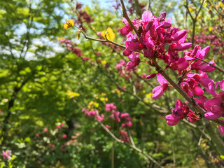 Bright pink flowering tree branch in the foreground with a defocused greenery background