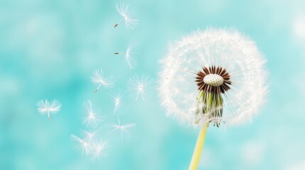 Dandelion seeds floating in the air, with a gentle breeze