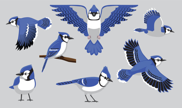 Blue Jay Bird Various Poses Cartoon Vector Character