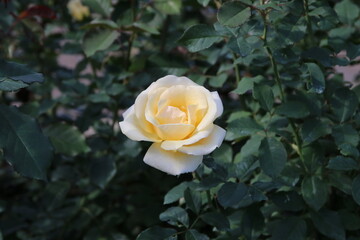 秋の薔薇。北斗。