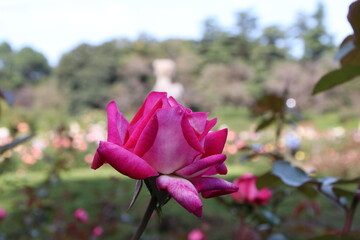 秋の薔薇。ローズ・ゴジャール。