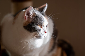 三毛猫