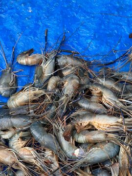 Tropical fishes selling in a retail market