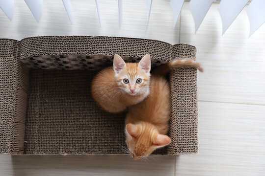 2 Tabby kittens play on kitty couch