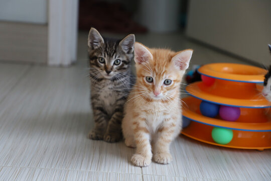 8 week old Kittens