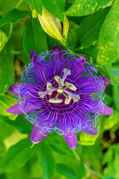 passion flower (passiflora)