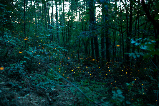 Fireflies in forest
