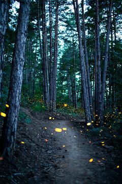 Fireflies In Forest