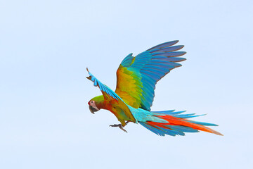 Colorful flying Shamlet Macaw parrot flying in the sky. Free flying bird