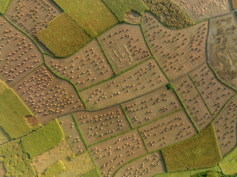 Aerial view of rice fields