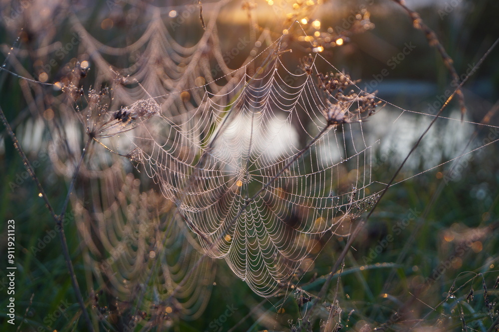 Wall mural spider web in the morning