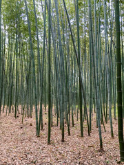 Nicely pruned bamboo forest cluster on a sunny day
