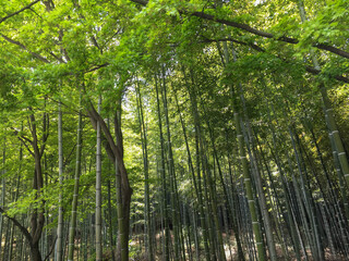 Carefully maintained bamboo forest and some trees on a sunny day