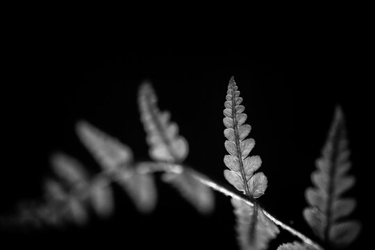 Fern frond detail