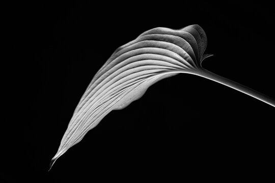 Elegant hosta leaf