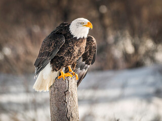 A bald eagle perches on a dead tree in  Southern Ontario, Canada