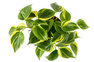 Obraz premium Top view of tropical 'Philodendron Hederaceum Scandens Brasil' creeper house plant with yellow stripes on transparent background