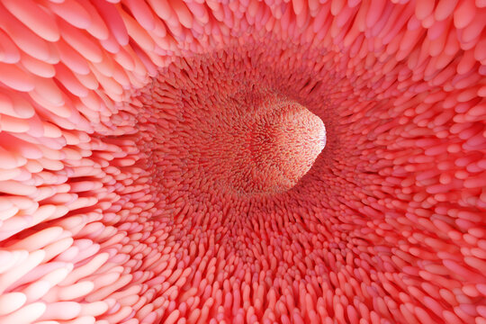 3D illustrations depicting intestinal villi