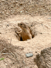 Prairie dogs out of their holes watching for food. Rodent of the family Sciuridae