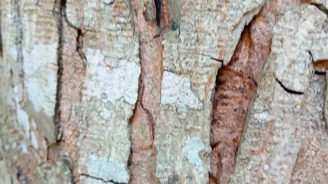 Taken close up of the charming bark texture in the forest. Bark texture video