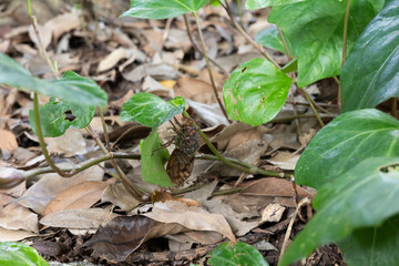 落ち葉の上を移動するセミ