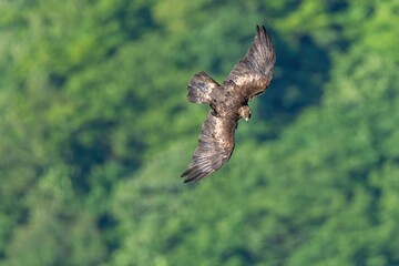 グリーンバックに獲物を探して悠然と旋回する繁殖期のイヌワシ成鳥