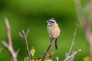 新緑の若葉に囲まれてくつろぐホオジロ成鳥