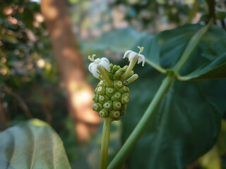 fruit and flowers of the noni tree