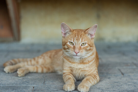 Orange tabby - Powered by Adobe