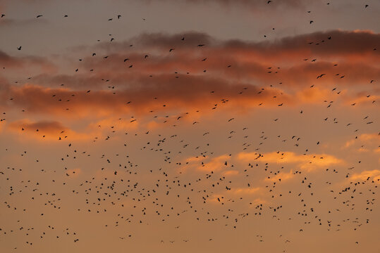 Starling Birds 