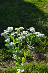 White and Green Flowers