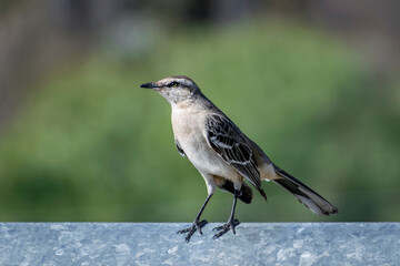
We see a beautiful Common Calandria, it is a very common bird in the entire Sona of Cuyo, San Luis, San Juan, Mendoza etc. It is a bird with a beautiful song and very friendly.
