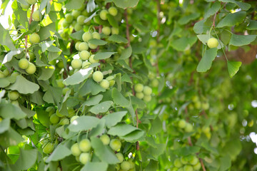 Green ginkgo nuts full of fruits