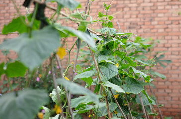 Cucumber vines growing well in farmland