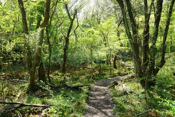 refreshing spring forest with path