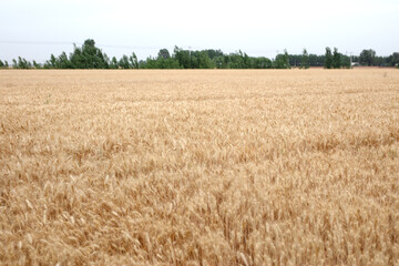 Large fields of ripe wheat