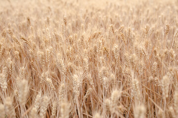 Wheat with full grains is ripe