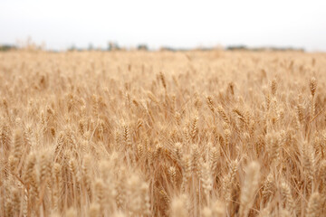Wheat with full grains is ripe