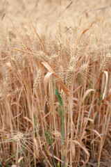 Close-up shot of golden wheat field
