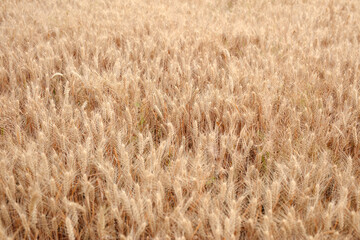 Close-up shot of golden wheat field